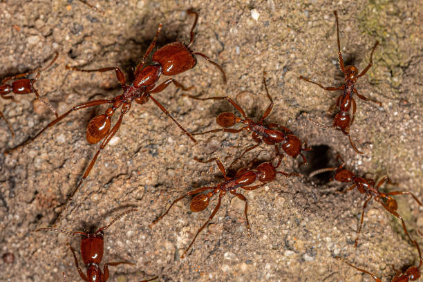 Adult Female Neivamyrmex Army Ants Adult Female Neivamyrmex Army Ants of the species Neivamyrmex goeldii anthropoda stock pictures, royalty-free photos & images