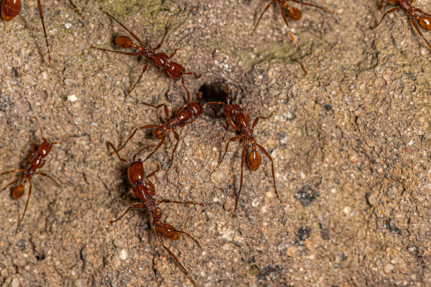 Adult Female Neivamyrmex Army Ants Adult Female Neivamyrmex Army Ants of the species Neivamyrmex goeldii anthropoda stock pictures, royalty-free photos & images