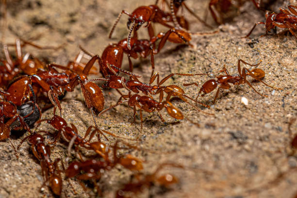Adult Female Neivamyrmex Army Ants Adult Female Neivamyrmex Army Ants of the species Neivamyrmex goeldii anthropoda stock pictures, royalty-free photos & images