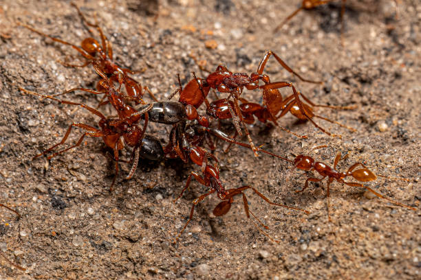 Adult Female Neivamyrmex Army Ants Adult Female Neivamyrmex Army Ants of the species Neivamyrmex goeldii anthropoda stock pictures, royalty-free photos & images