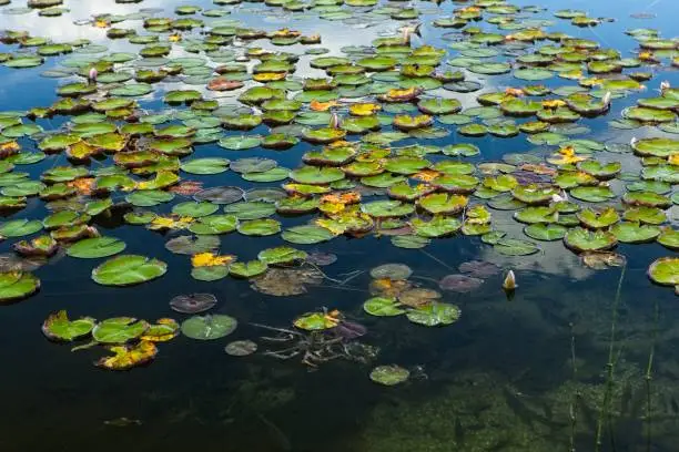 A cluster of lily pads floating on top of the calm water of Newman Lake, Washington.