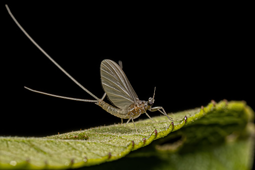 Small Adult Mayfly of the genus Traverhyphes