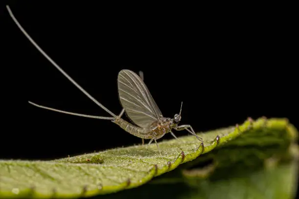Photo of Small Adult Mayfly