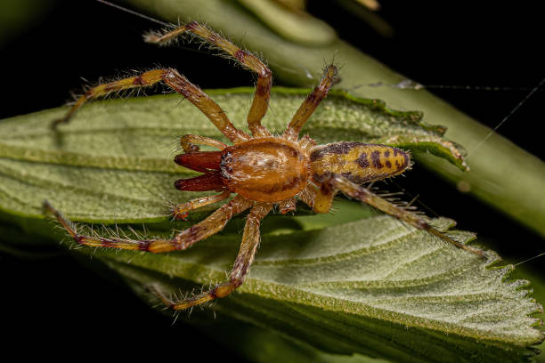 istock Adult Male Ghost Spider 1534333261