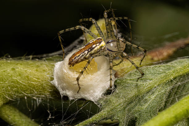 istock Adult Female Lynx Spider 1534333281