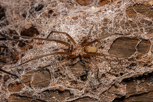 Araneus angulatus Spider eating on his web.