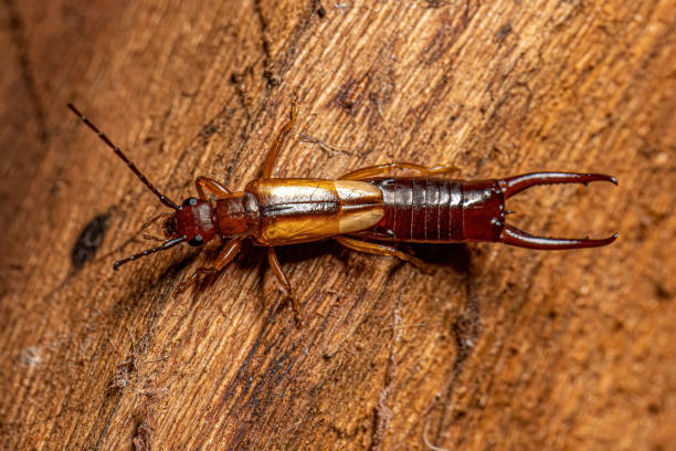 Adult Common Earwig Adult Common Earwig of the order Dermaptera auriculariales photos stock pictures, royalty-free photos & images