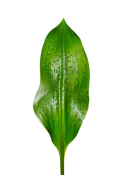 istock green leaf with drops of water 153434674