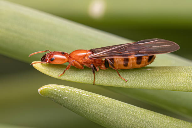 istock Adult Cecropia Ant Queen 1534349138