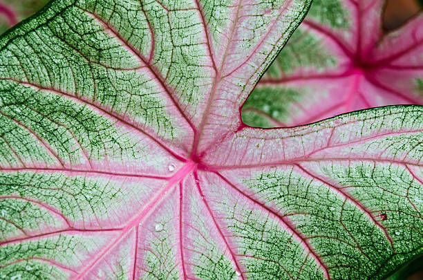 istock Caladium leaf detail 153434958