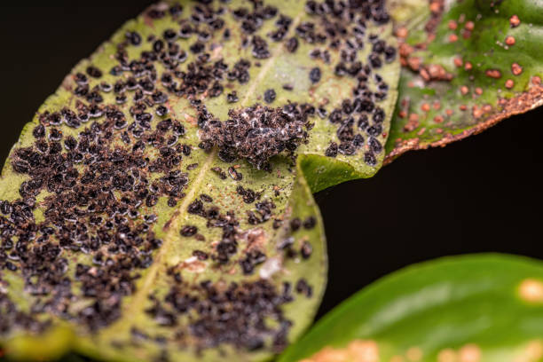 istock Citrus Black Fly Insects 1534350211