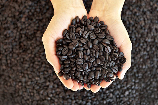 istock Hands Full Of Coffee Beans 153435202