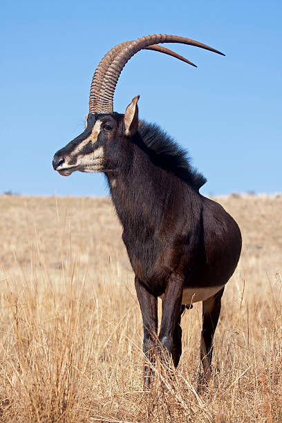 Sable antelope stock photo