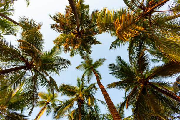 istock Green palm trees against the blue sky 1534357503