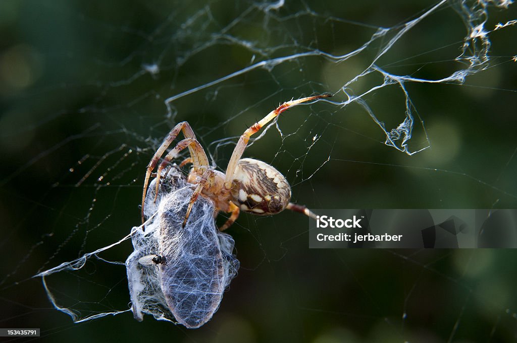 Garden Spider rozciągająca się Miąższ Bug - Zbiór zdjęć royalty-free (Brązowy)