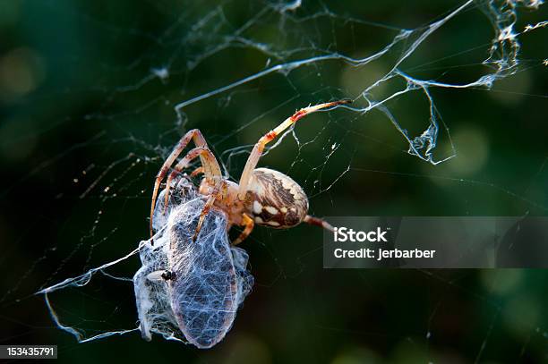 Garden Spider Rozciągająca Się Miąższ Bug - zdjęcia stockowe i więcej obrazów Brązowy - Brązowy, Fotografika, Horyzontalny