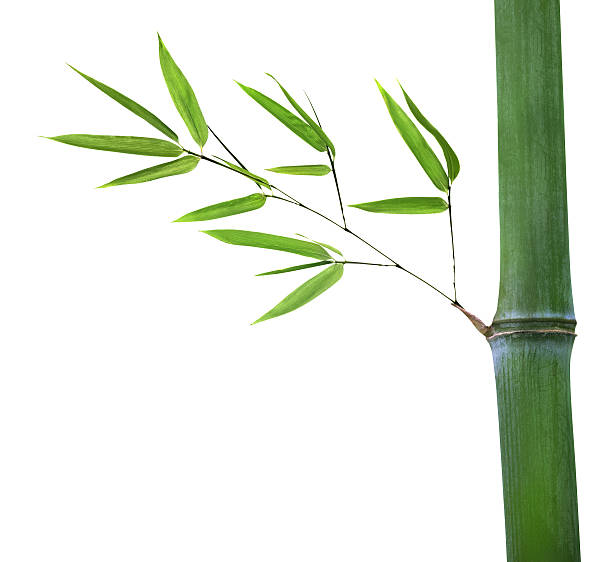 istock bamboo with green branch isolated on white 153435797