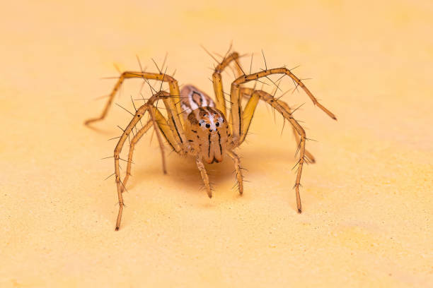 istock Female Striped Lynx Spider 1534364864