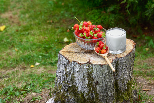 A plate with fresh strawberries and a glass of milk stands on a stump. Berry breakfast.