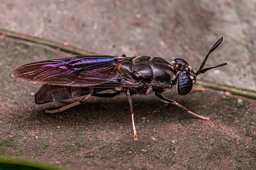 Black Soldier Fly of the species Hermetia illucens