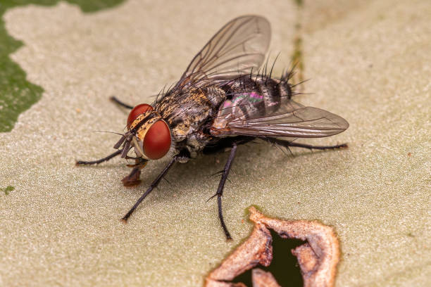istock Adult Bristle Fly 1534366469