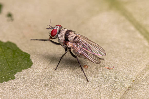 istock Adult Muscoid Fly 1534366477