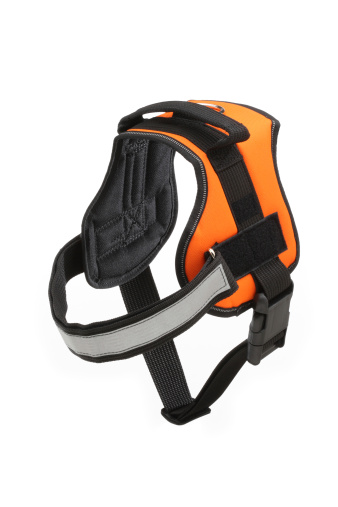Dog harness isolated