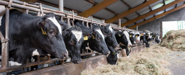 istock black and white spotted cows feed on hay inside dutch farm in holland 1534373818
