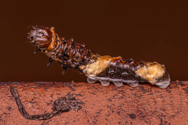 istock New World Giant Swallowtail Caterpillar 1534375630