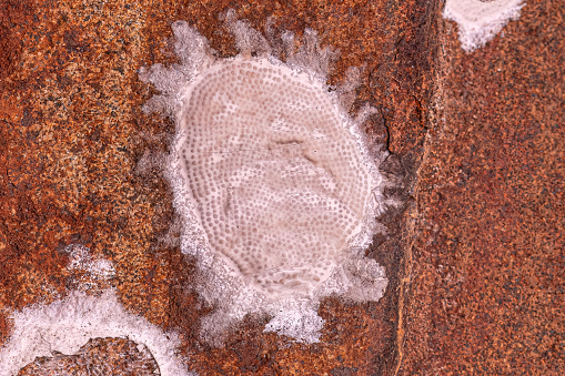 Dobsonfly Aquatic Insect Eggs of the Subfamily Corydalinae