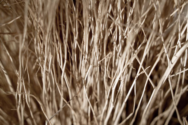 Macro background of natural sponge that looks like roots.