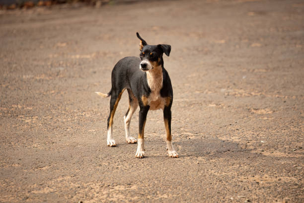 Little Jack Russell Terrier 13 years old is standing on tiles against blurred background