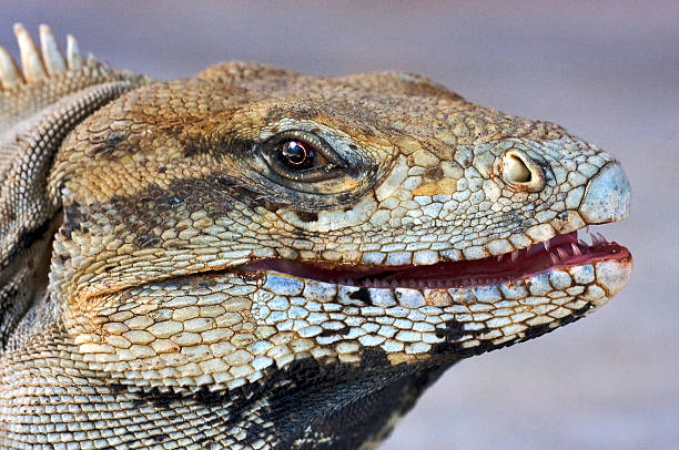 istock eye of iguana 153438015