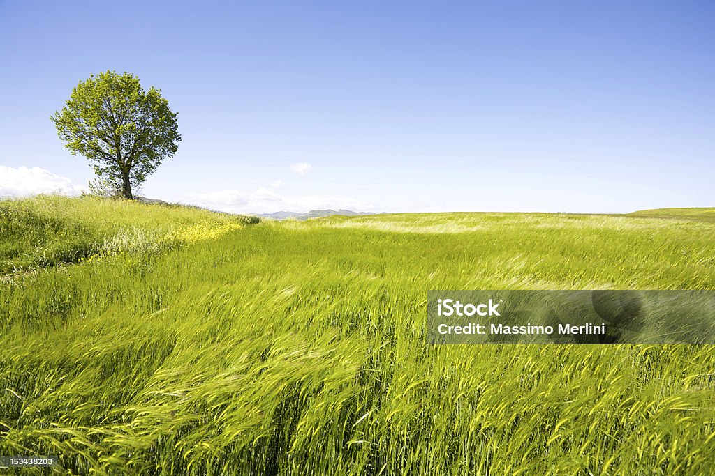 Paesaggio foto di un albero solitario in un campo verde - Foto stock royalty-free di Albero