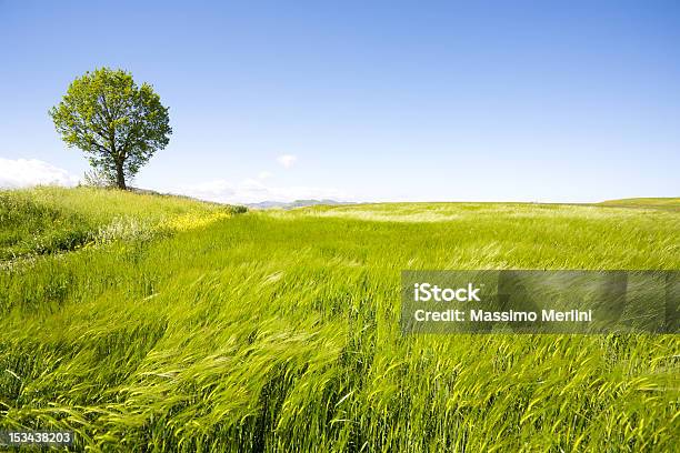 Paesaggio Foto Di Un Albero Solitario In Un Campo Verde - Fotografie stock e altre immagini di Albero