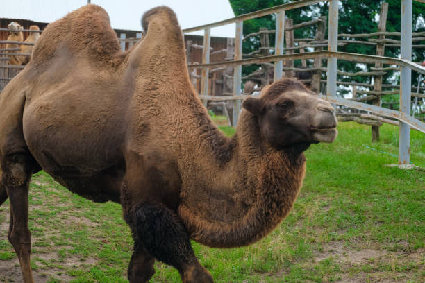 istock Brown bactrian camel in a wooden animal penv 1534383843