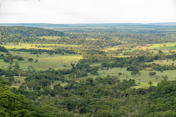 istock green forest lookout top view 1534398015
