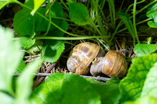 Two small snails with houses on their backs in the grass