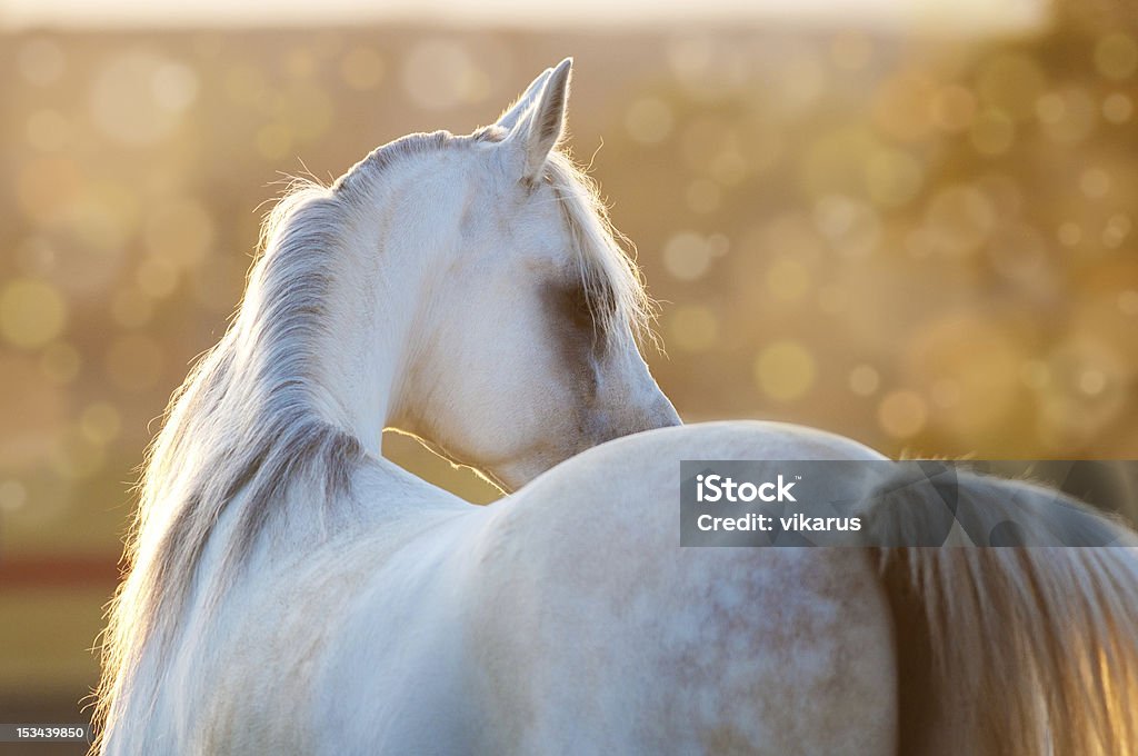 white arabian horse in the sunrise white horse in the sunrise, Arabian stallion Arabian Horse Stock Photo