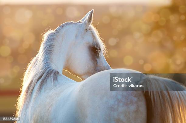 White Arabian Horse In The Sunrise Stock Photo - Download Image Now - Arabian Horse, Animal, Domestic Animals