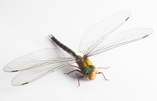 Close up of a dragonfly photographed from the front. The focus is on the compound eyes. The wings are open.