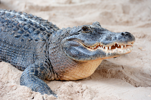 Alligator closeup on sand in Gator Park in Miami, Florida.