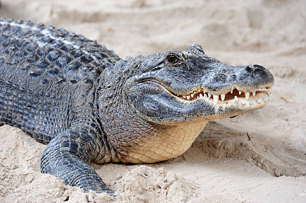 Alligator, zbliżenie na piasku – zdjęcie