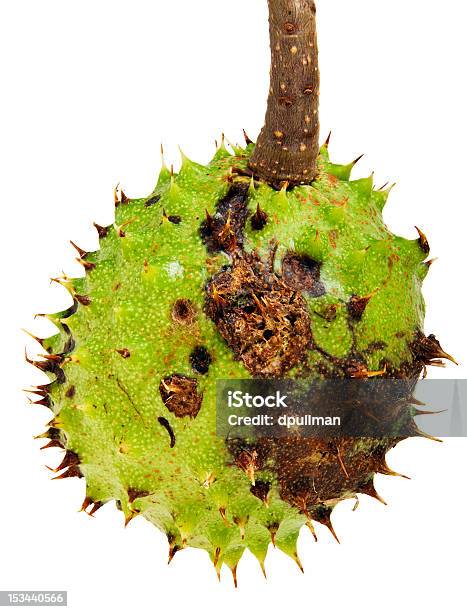 Horse Chestnut Husk Stock Photo - Download Image Now - Botany, Close-up, Cut Out