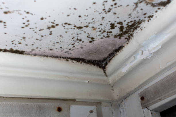 istock White ceiling with black mold in the apartment 1534410162