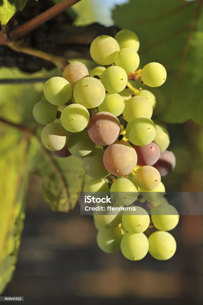 와인 포도 재배 굴절률은 바인 - 로열티 프리 0명 스톡 사진