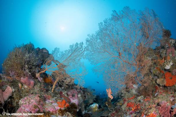 istock the ocean is blue with a sun in it and some corals on it 1534415453