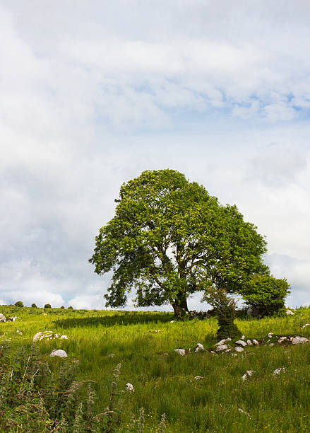 A beautiful tree in the middle of a field in Ireland.