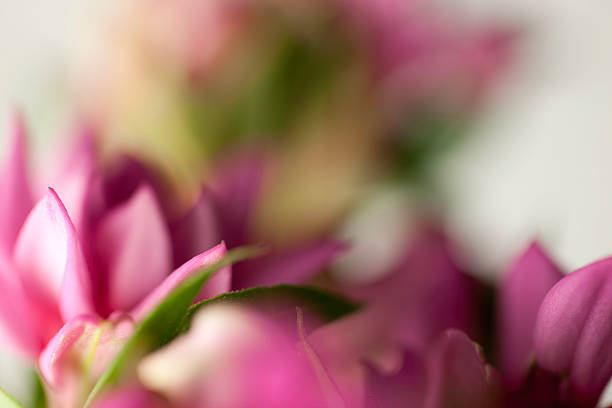 An abstract photograph, using colour, light and depth of field to recreate the textures of a pastel drawing.