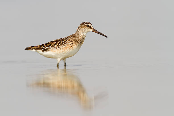 istock Broad-Billed Sandpiper In Shallow Water 153443164